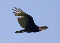 Turkey Vulture 4191